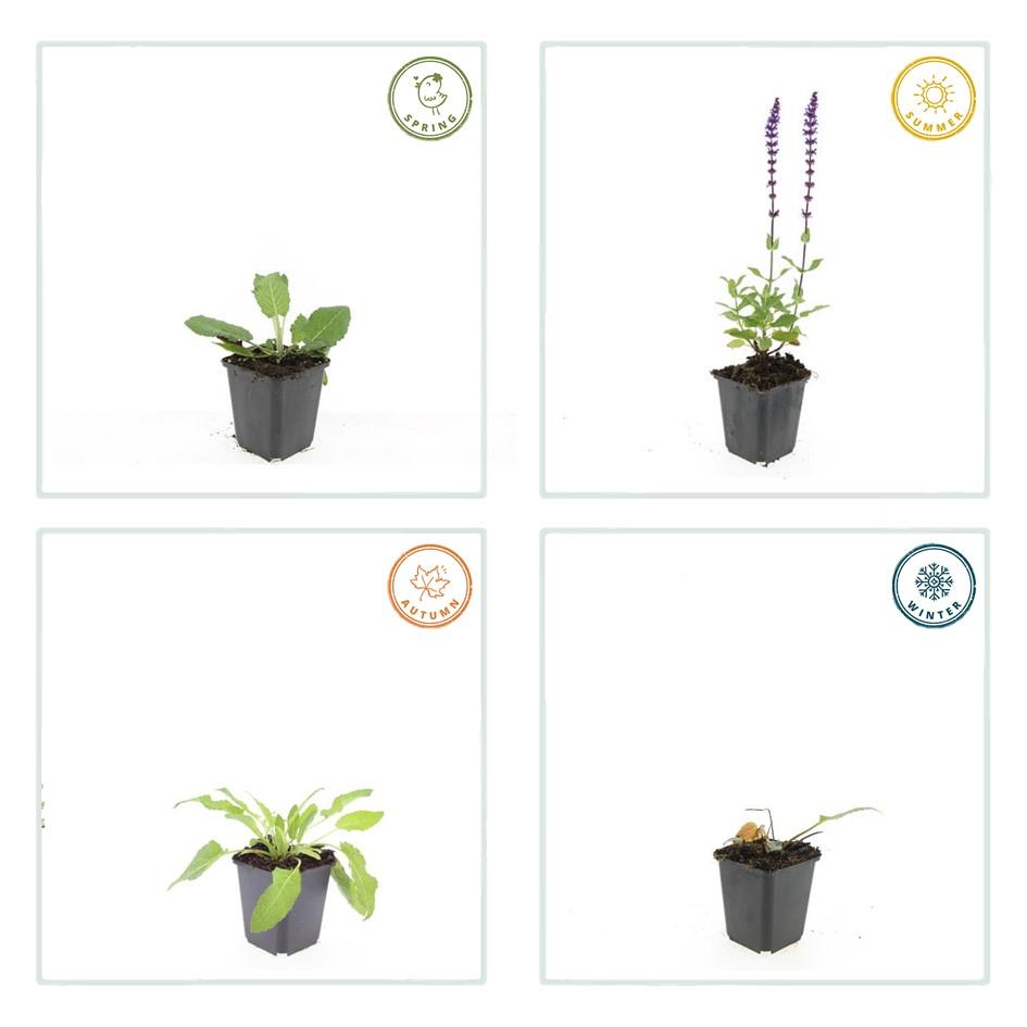 🌸 Salvia nemorosa ‘Mainacht’ – Salie (6 Stuks)