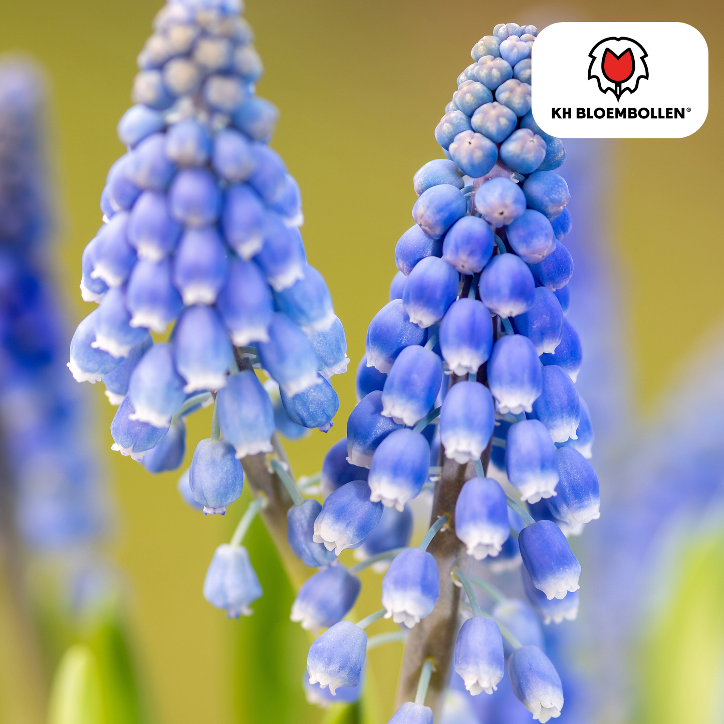 Muscari ‘Bleu Moon’ 🌸 | Intens Blauw & Voorjaarsbloeier (20 stuks)