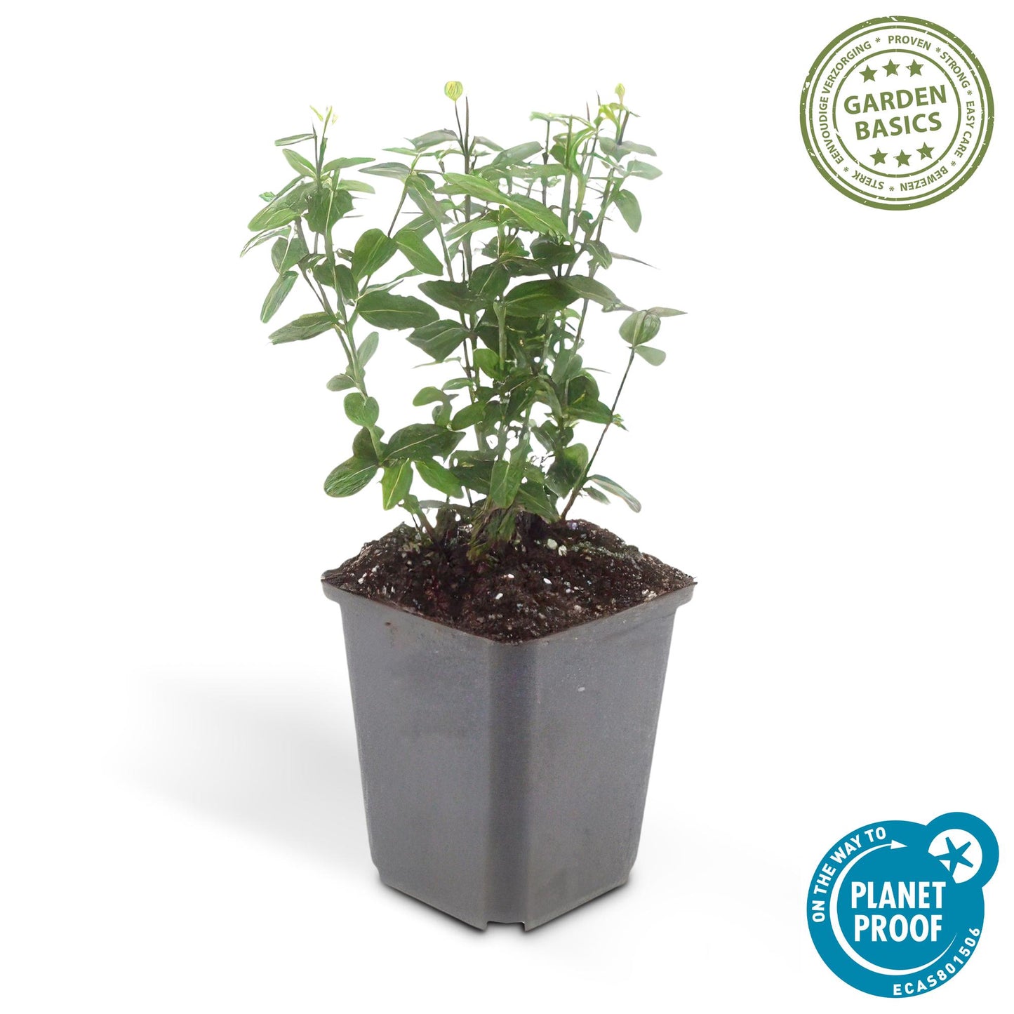 🌿 Euonymus fortunei ‘Radicans’ | Bodembedekker (48 Stuks)