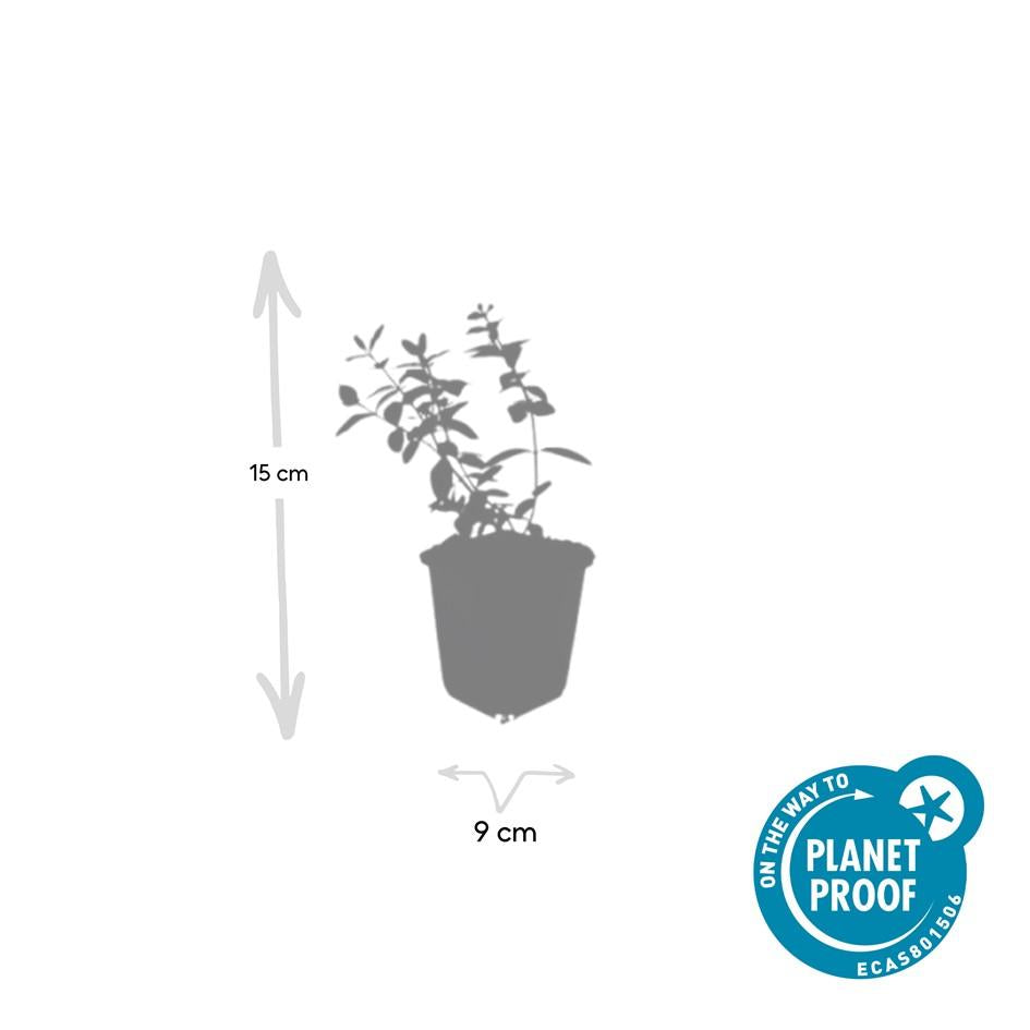🌿 Hypericum dummeri ‘Peter Dummer’ – Winterharde Geelbloeiende Bodembedekker (6 stuks)