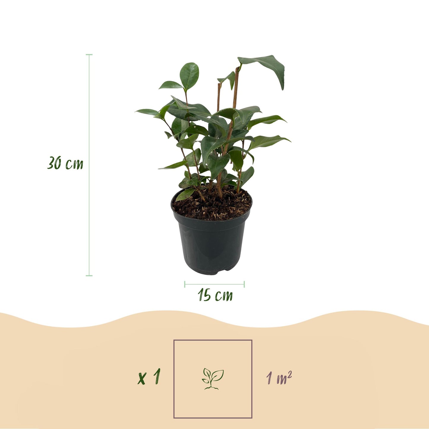 🌸 Camellia japonica ‘Tricolour’ – Camelia