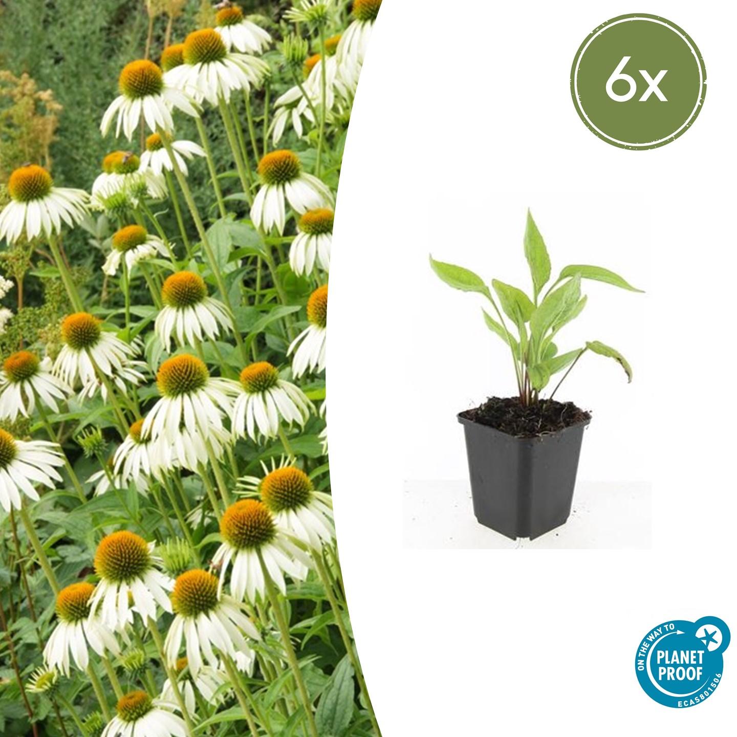 🌸 Echinacea purpurea ‘White Swan’ – Zonnehoed (6 Stuks)