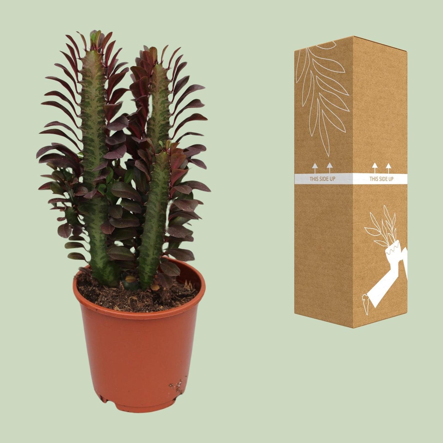 🌵 Euphorbia Trigona ‘Rubra’ | Afrikaanse Melkboom
