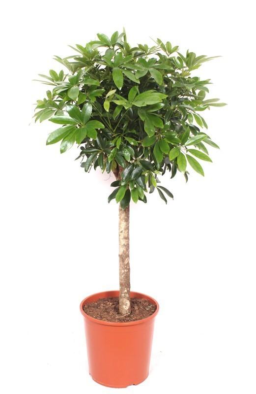 🌿 Schefflera op Stam – 150 cm | Groots & Groen Statement in Huis