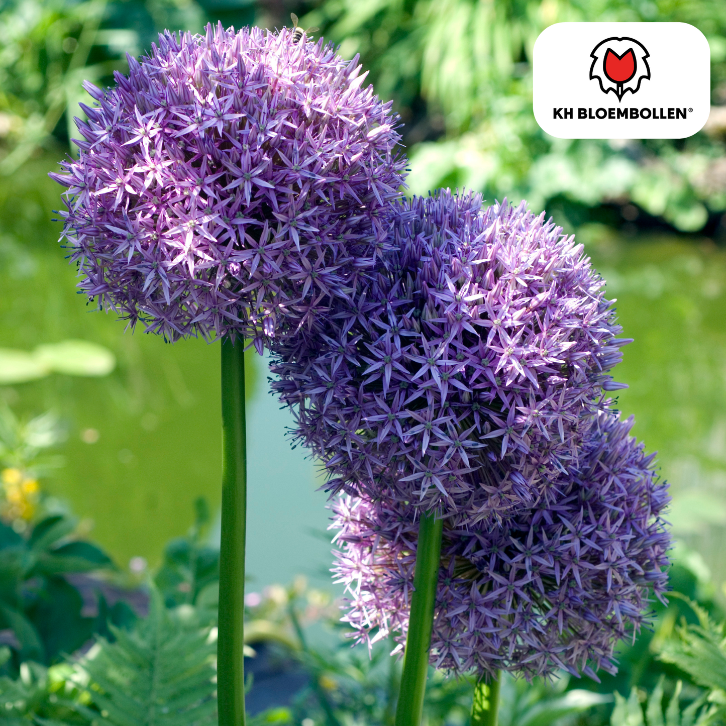 Allium ‘Globemaster’ 🌸 | 5 Bloembollen – Grote Sierui, Bijenlokker & Duurzaam