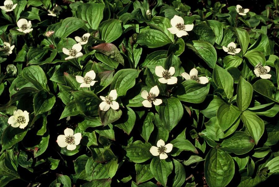 🌿 Cornus canadensis – Winterharde Schaduwbodembedekker (24 stuks)