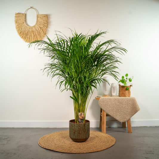 🌴 Areca Palm – Goudpalm