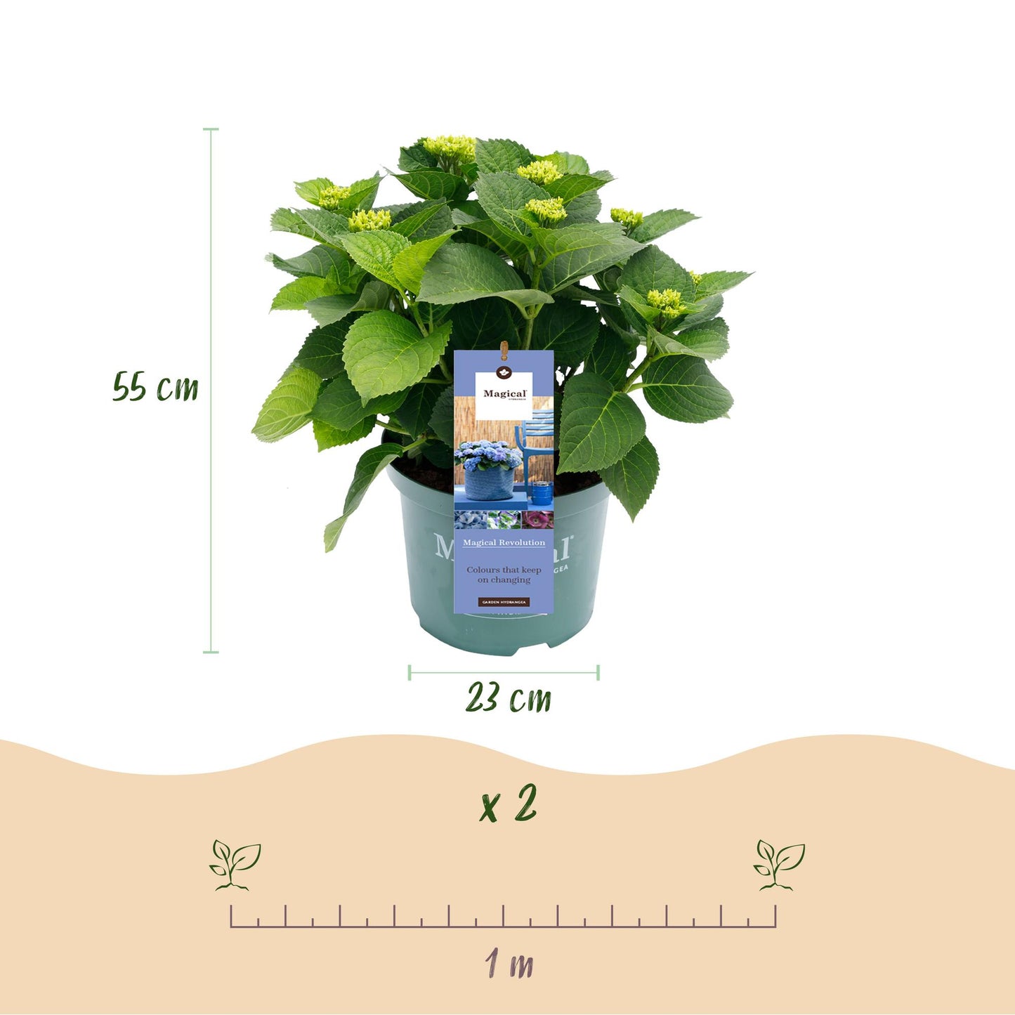 💙 Hydrangea ‘Magical Revolution Blue’ – Blauwe Hortensia | (2 stuks)