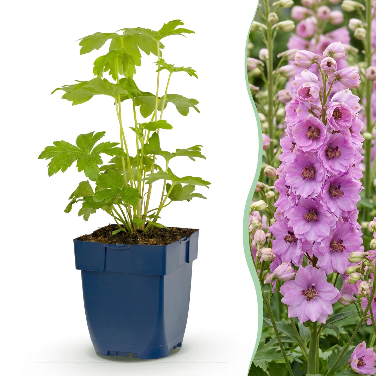 🌿 Delphinium (Pacific) 'Astolat' – Ridderspoor | 3 stuks