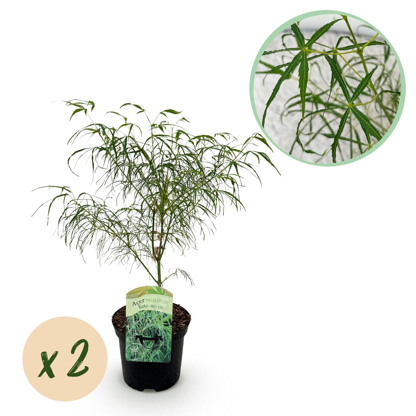 🌳 Acer palmatum ‘Koto-no-ito’ – Japanse Esdoorn