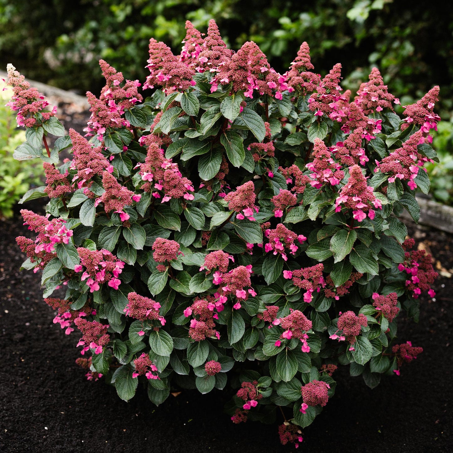🌸 Hydrangea panniculata ‘Living Infinity’ – Pluimhortensia