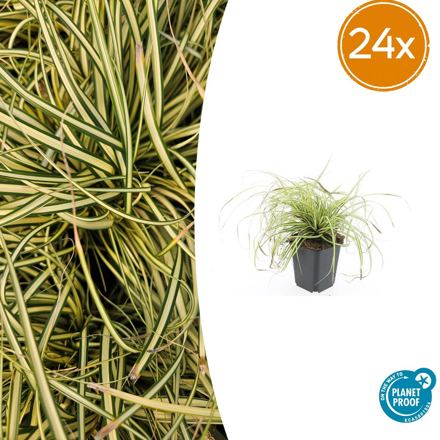 🌾 Carex ‘Evergold’ – Wintergroen Siergras voor Zon & Halfschaduw (24 stuks)