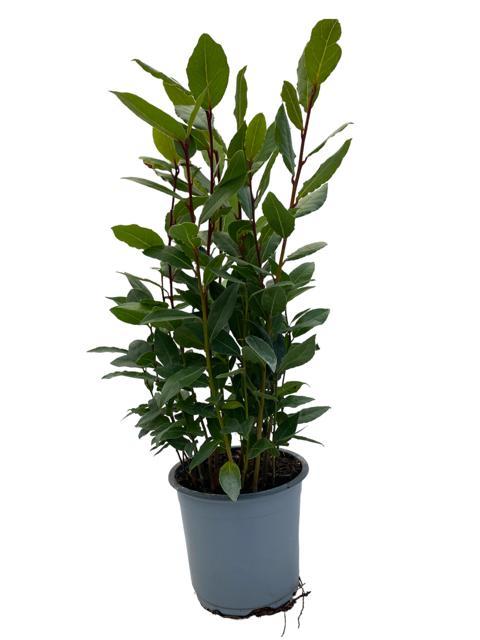 🌿 Laurus Nobilis | Laurierplant (Echte Laurier)