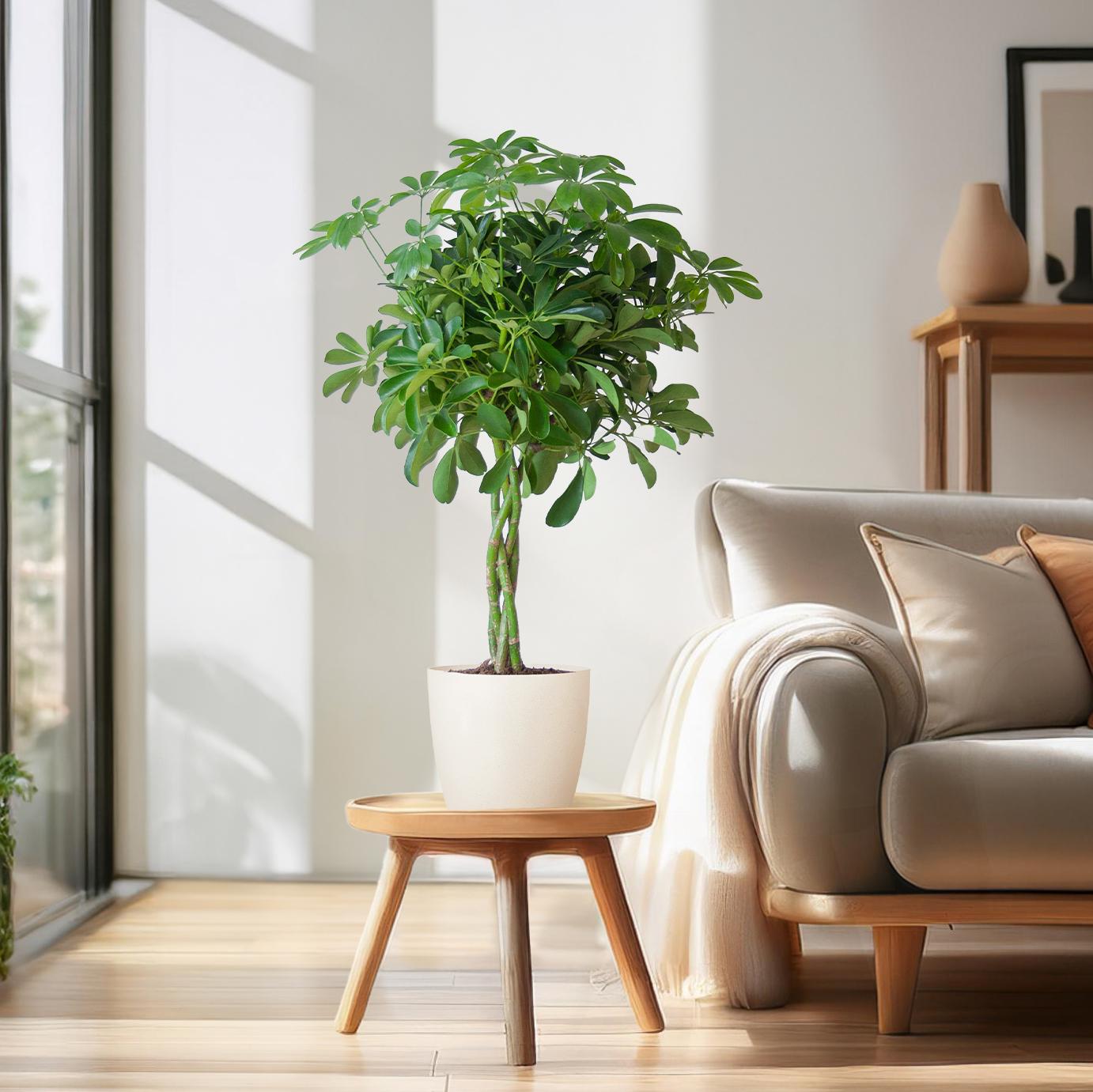 🌿 Schefflera Arboricola ‘Nora’ – Vingerplant met Vibers Pot Wit