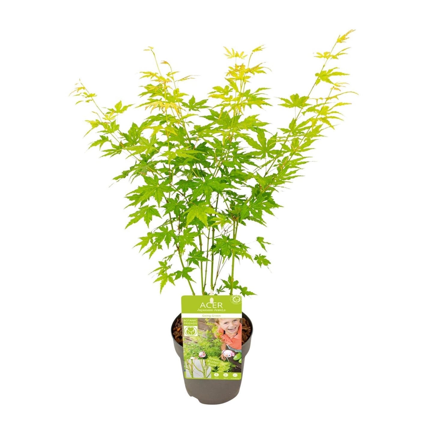 🌳 Acer palmatum ‘Going Green’ – Japanse Esdoorn