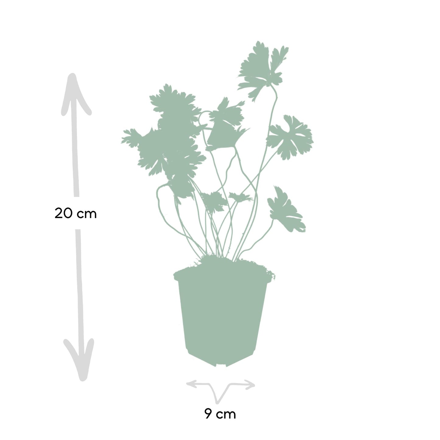 💜 Geranium ‘Rozanne’ – Winterharde Langbloeiende Vaste Plant (6 stuks)