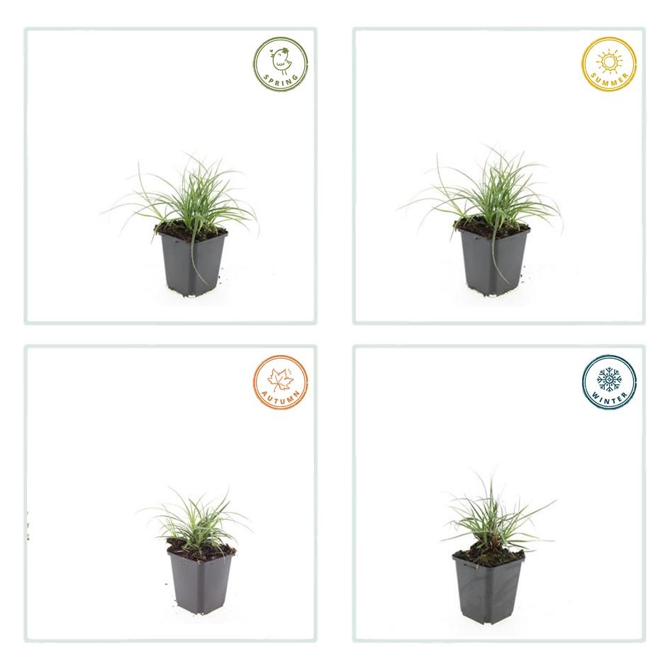 🌿 Luzula nivea – Wintergroene Schaduwbodembedekker (24 stuks)
