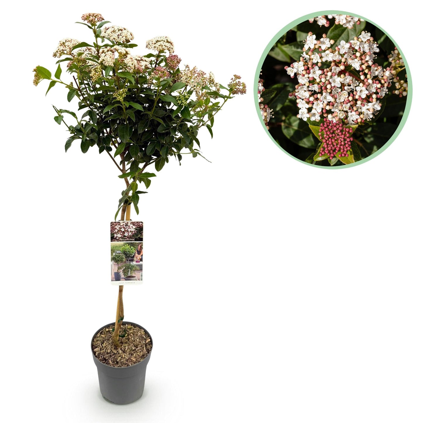 🌿 Viburnum tinus op Stam – Bladhoudende Terrasplant – Winterhard