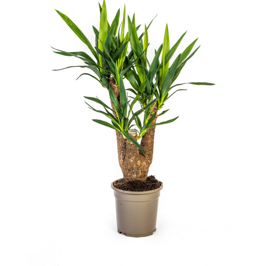 🌿 Yucca Elephantipes