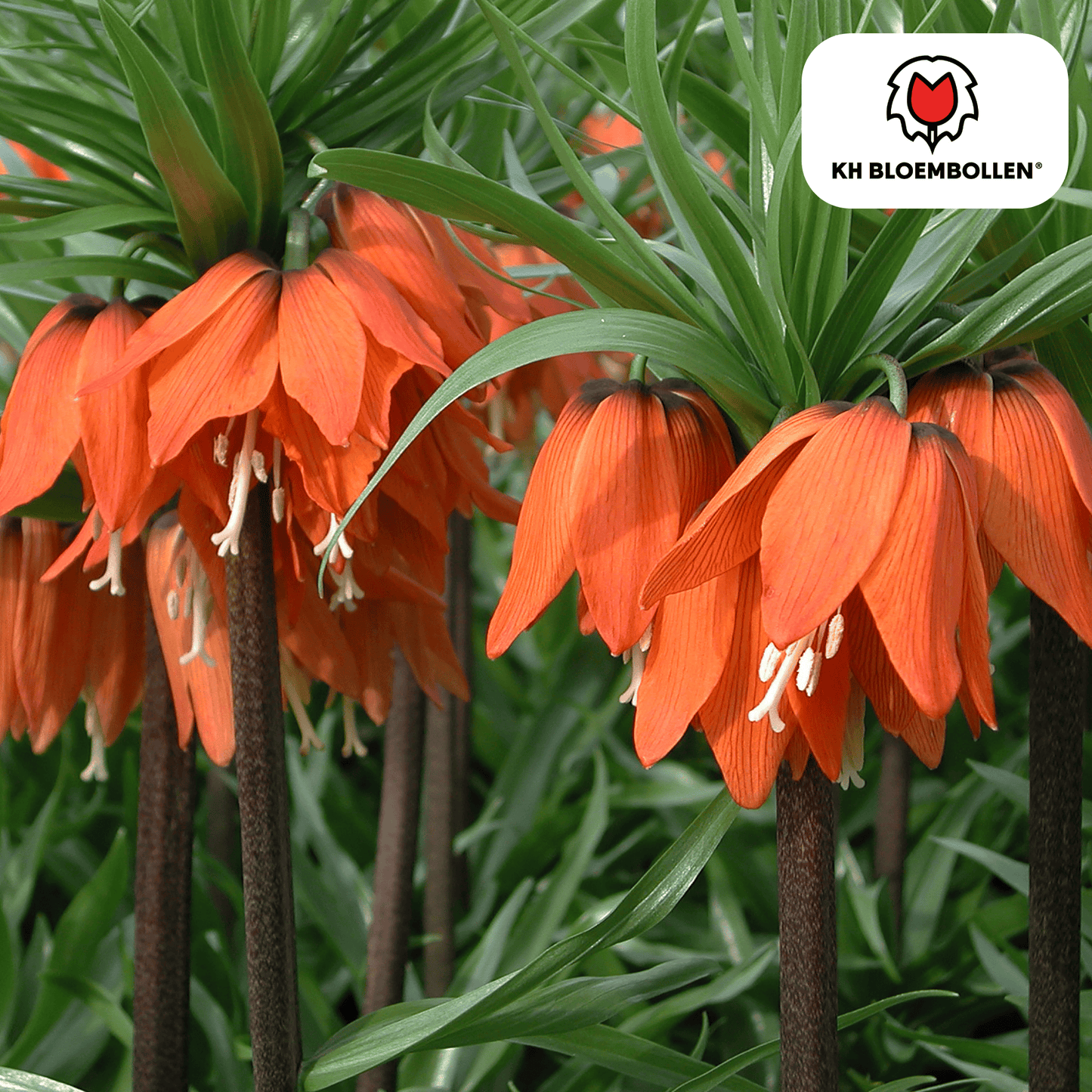 🌼 Fritillaria imperialis ‘Rubra’ Keizerskroon Rood/Oranje & Insectenwerend (5 stuks)