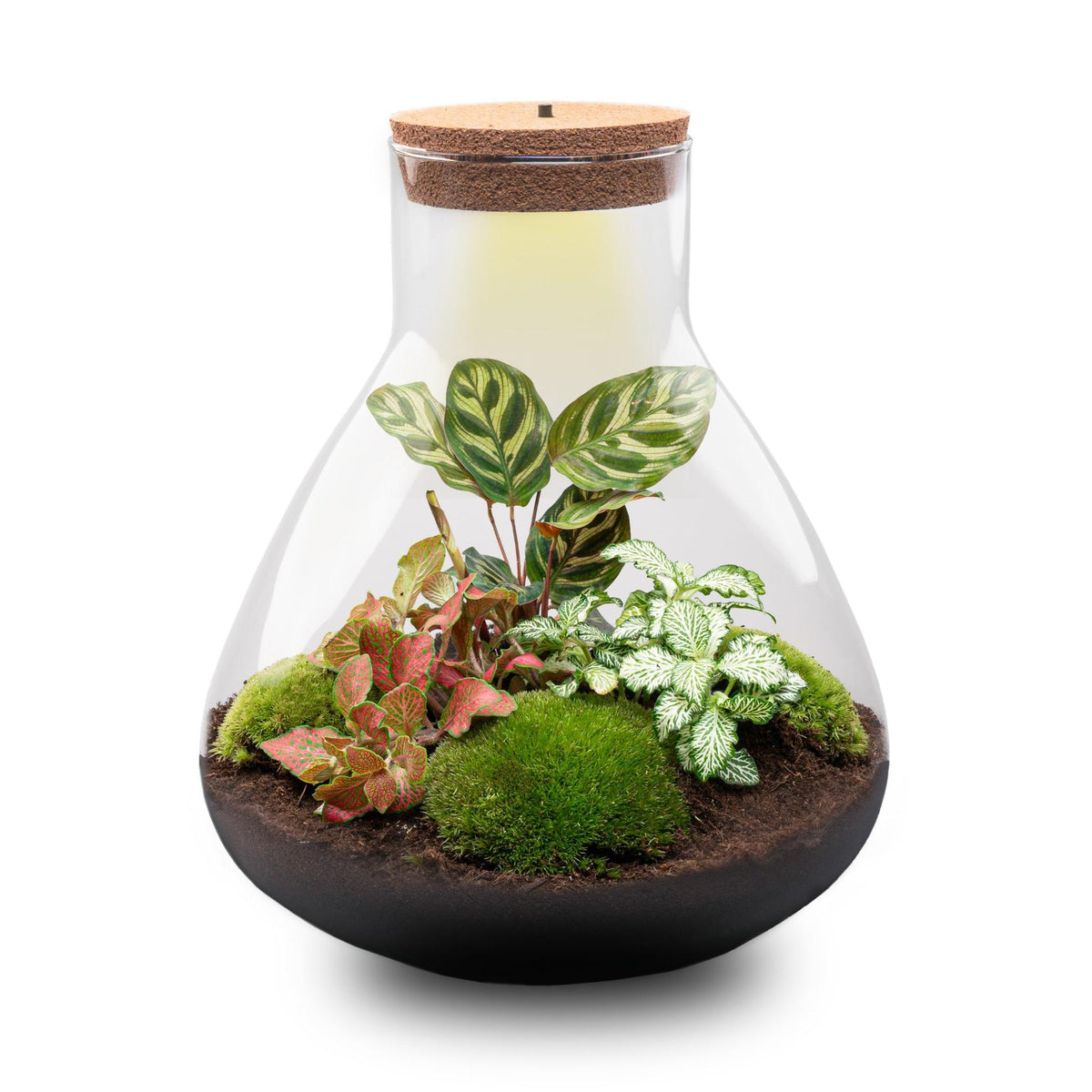 💡 DIY Plantenterrarium met Verlichting – Sam XL Red