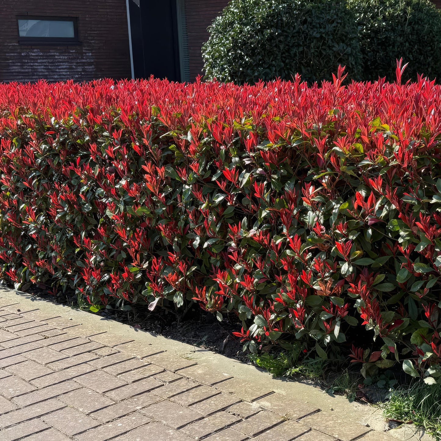 🌿 Photinia fraseri ‘Carré Rouge’ | Haagplant met Rood Blad (6 Stuks)