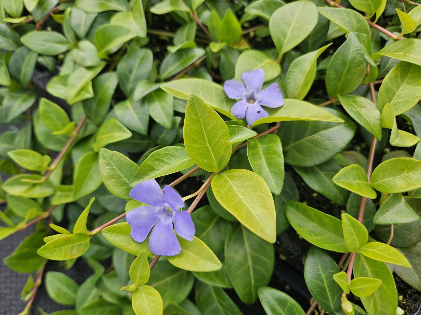 🌿 Vinca minor ‘La Grave’ – Winterharde Paarsbloeiende Bodembedekker (48 stuks – ca. 4–8 m²)