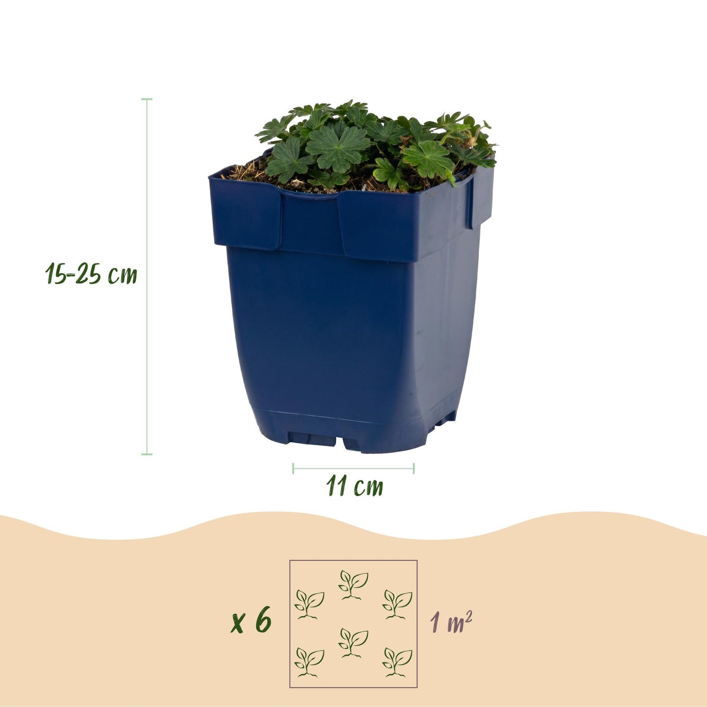 🌿 Geranium sanguineum 'Max Frei' – Ooievaarsbek | 3 stuks