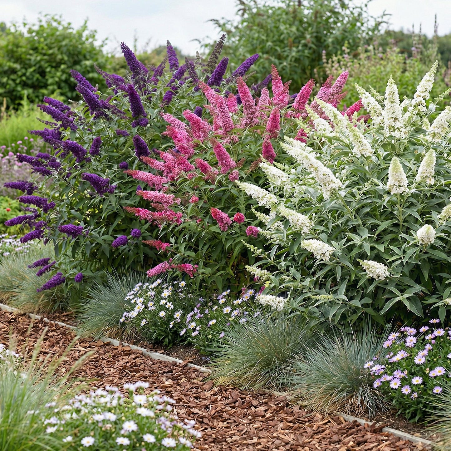 🦋 Buddleja davidii ‘Tricolour’ – Vlinderstruik Mix | (3 stuks)
