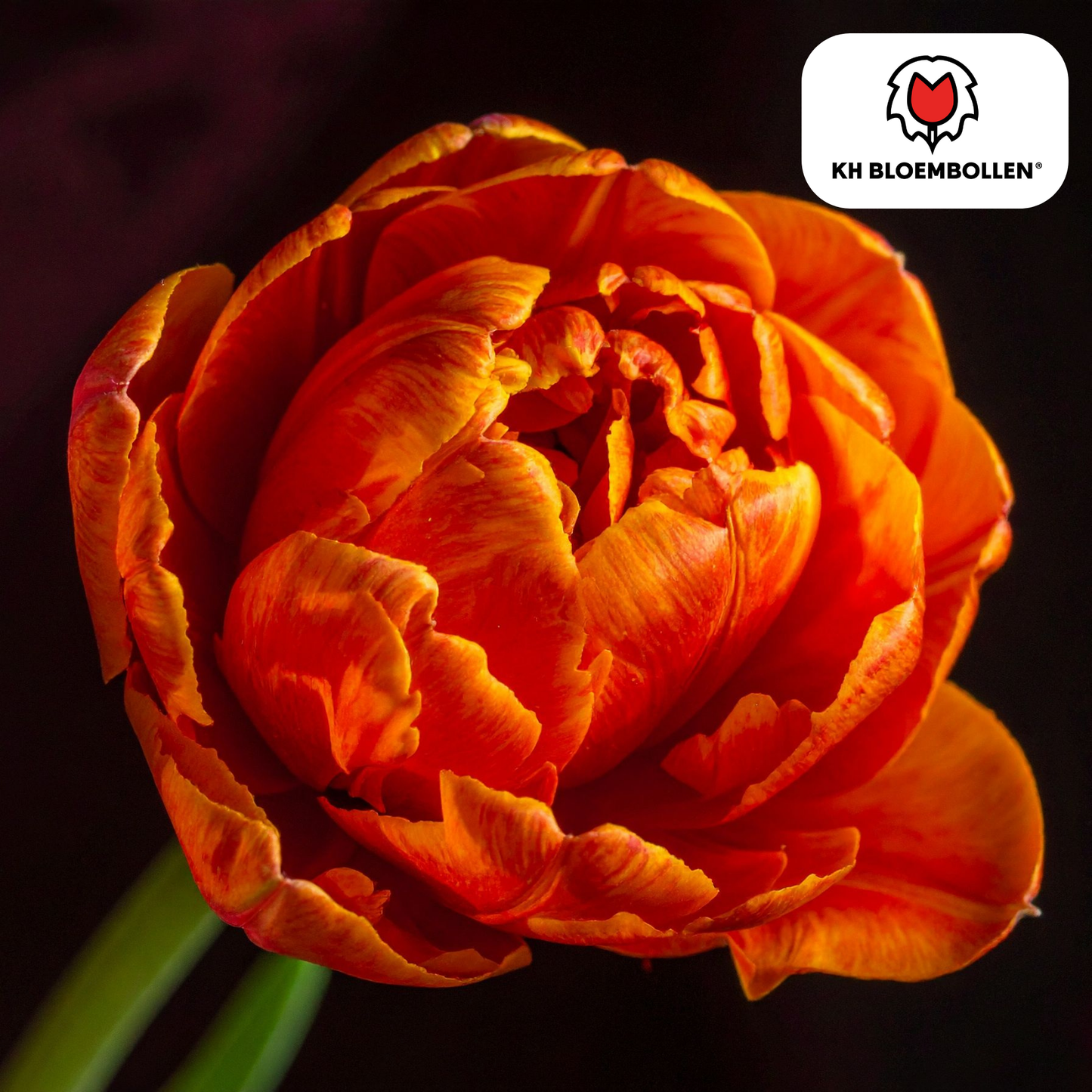 🌷 Tulpenbollen ‘Icoon’ – Oranje Dubbelbloemige Tulp (20 Stuks)
