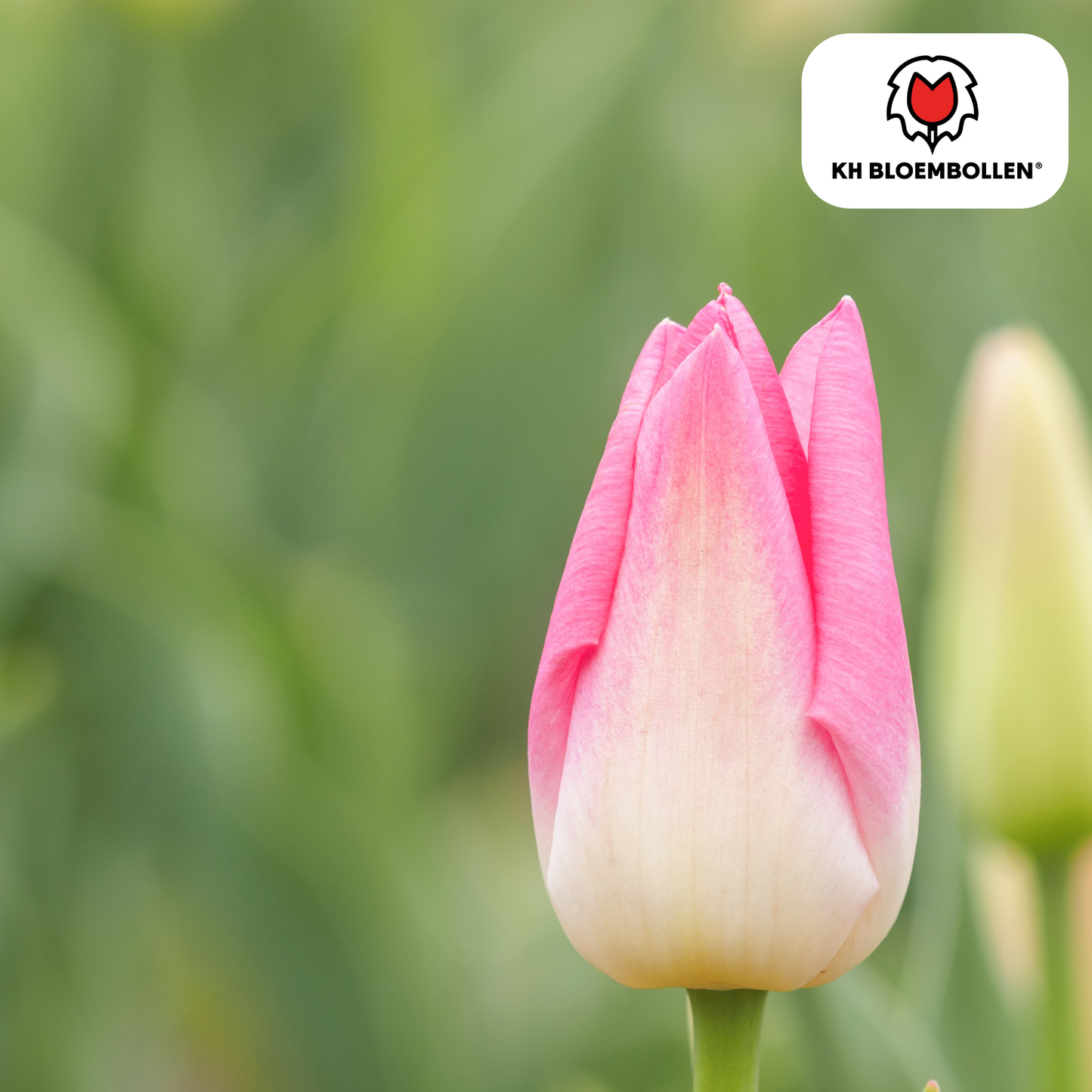 🌷 Tulpenbollen ‘Dynasty’ – Roze Tulp (20 Stuks)