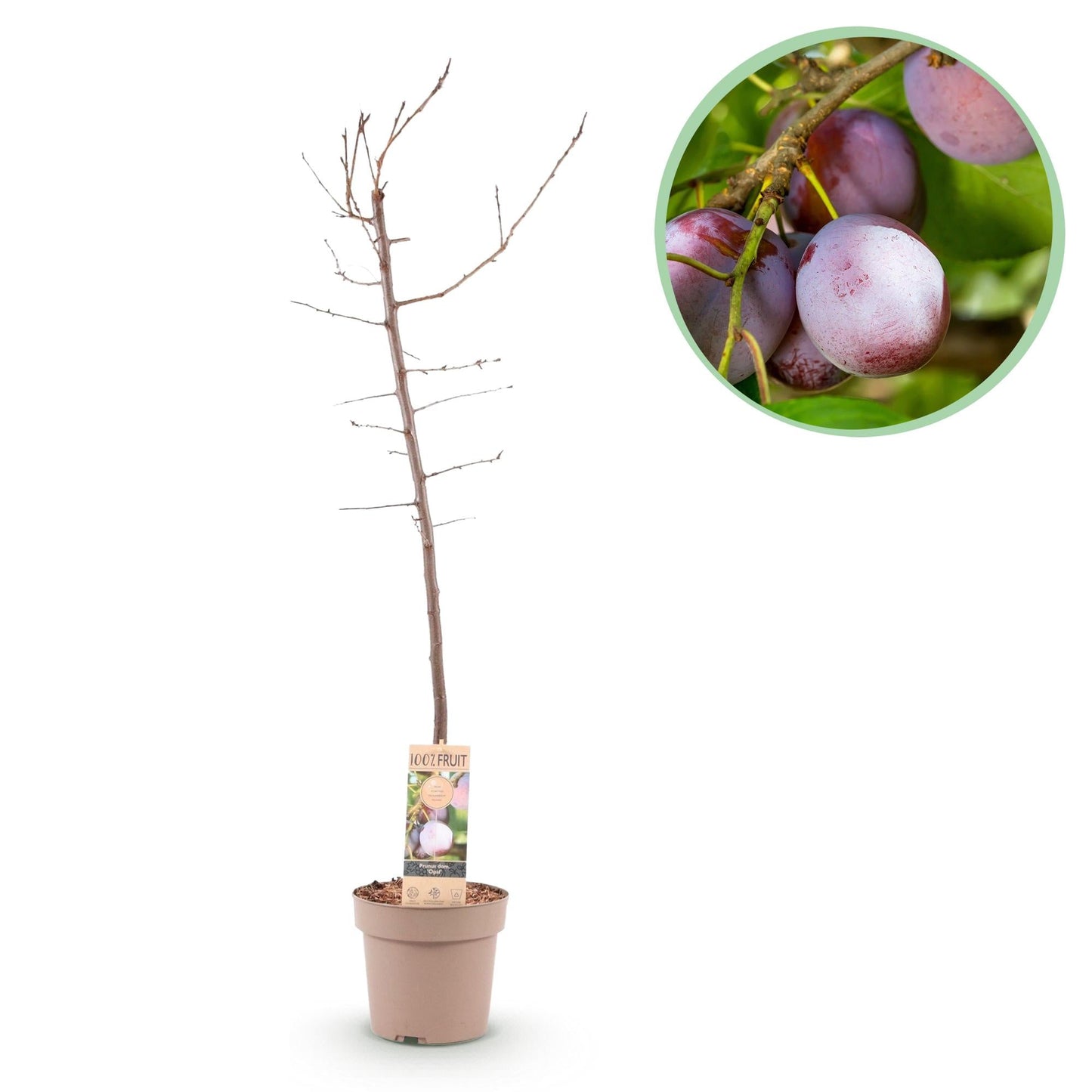 🍑 Prunus domestica ‘Opal’ – Pruimenboom
