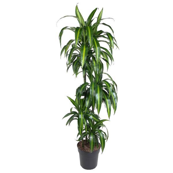 🌿 Dracaena Hawaiian Sunshine – Grote Kamerplant met Frisgroen Blad