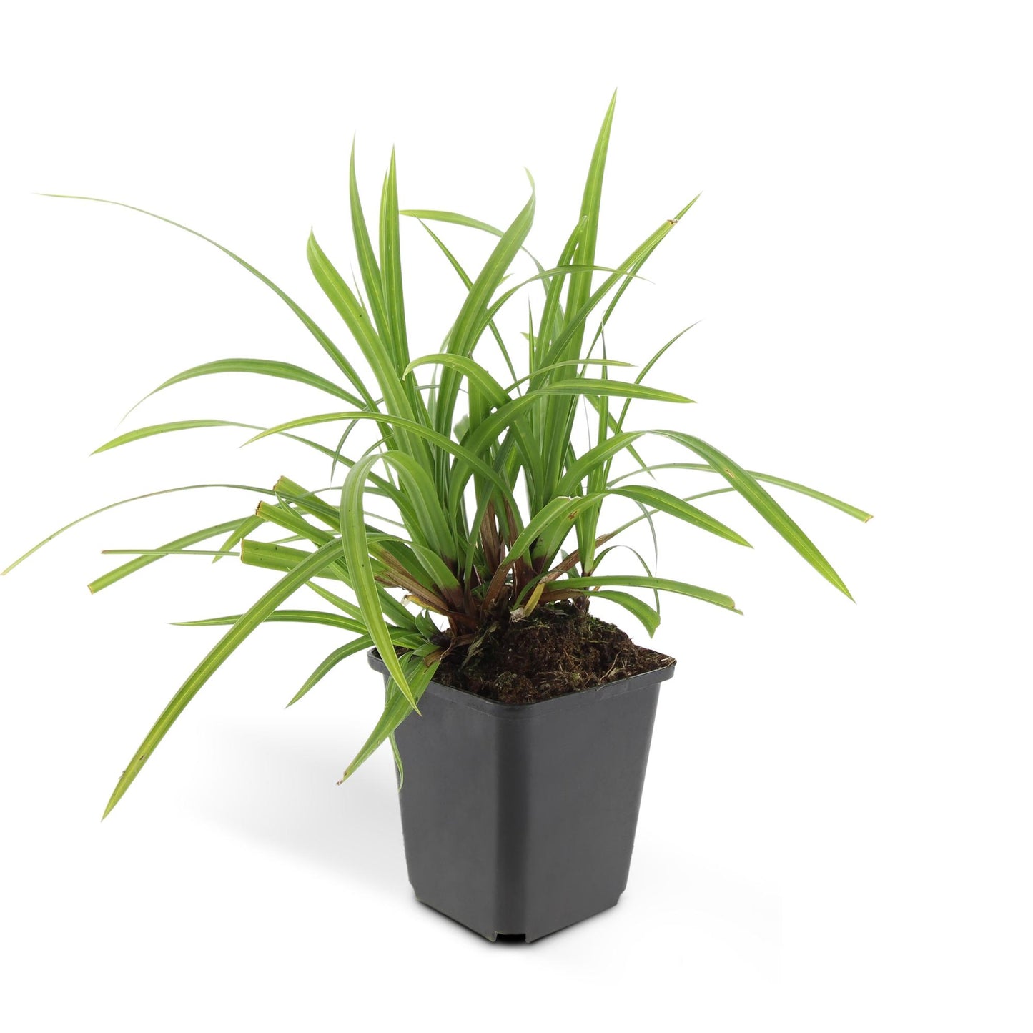 🌿 Carex ‘Irish Green’ – Wintergroene Bodembedekker (24 stuks)