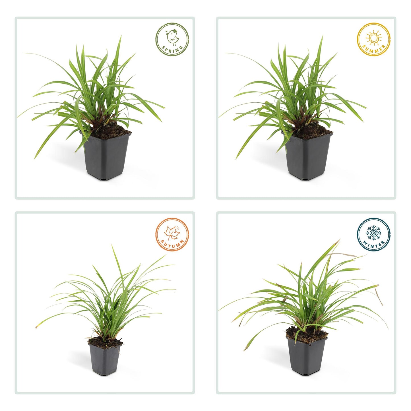 🌿 Carex ‘Irish Green’ – Wintergroene Bodembedekker (24 stuks)