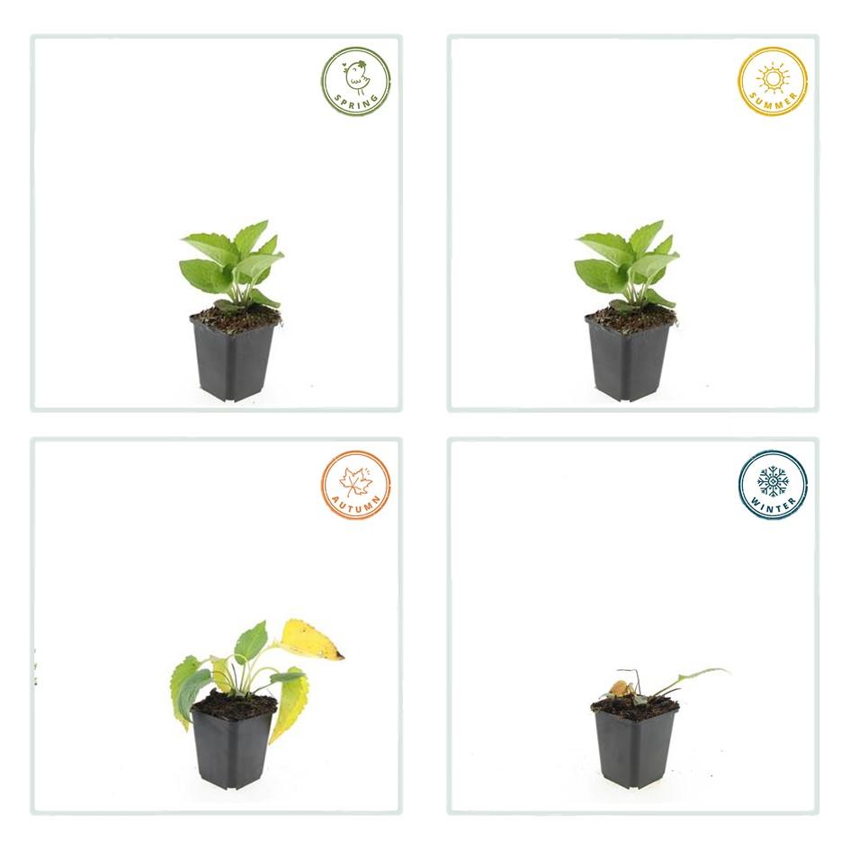 🌻 Rudbeckia fulgida ‘Goldsturm’ – Zonnehoed (6 Stuks)