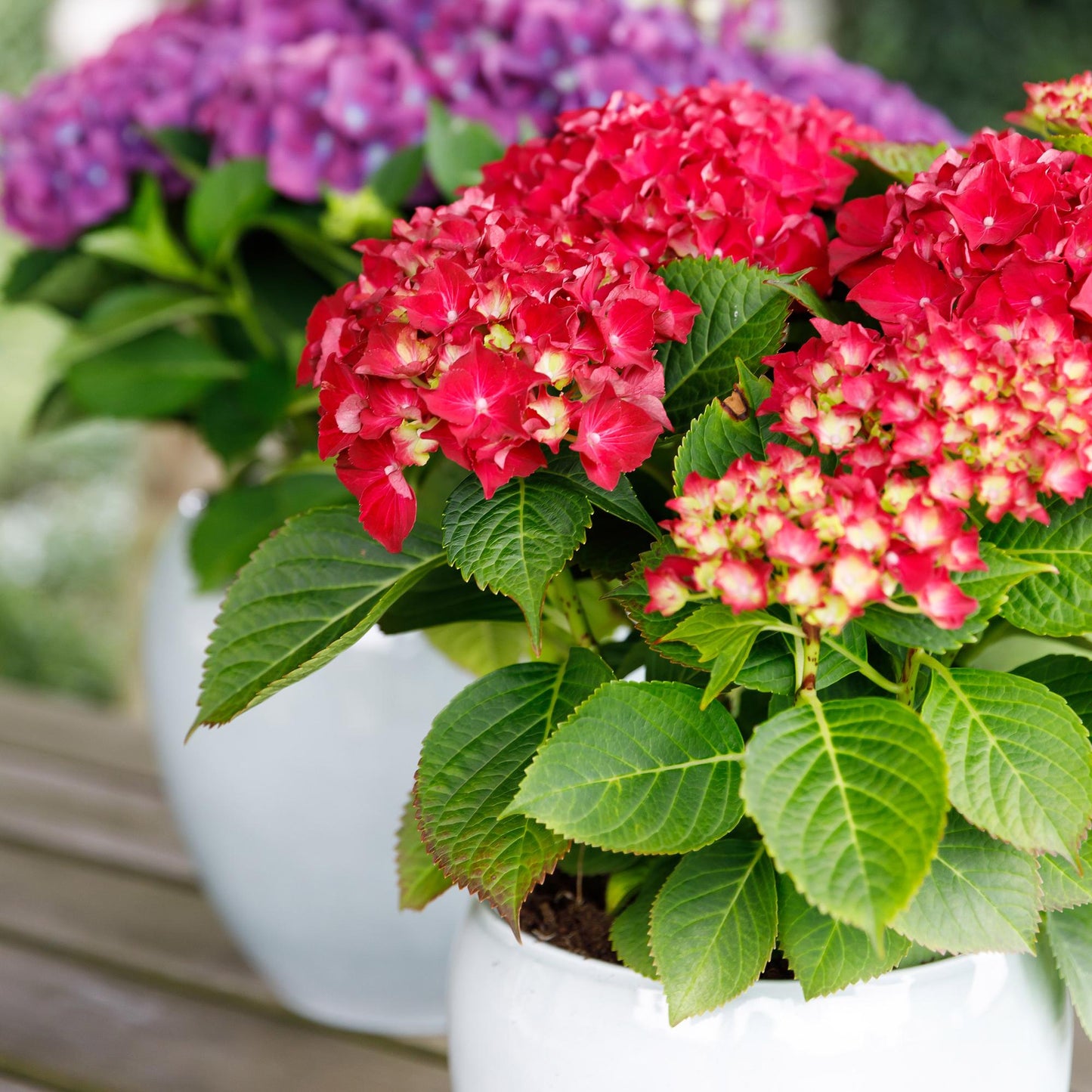 ❤️ Hydrangea Forever & Ever Rood – Hortensia | (2 stuks)