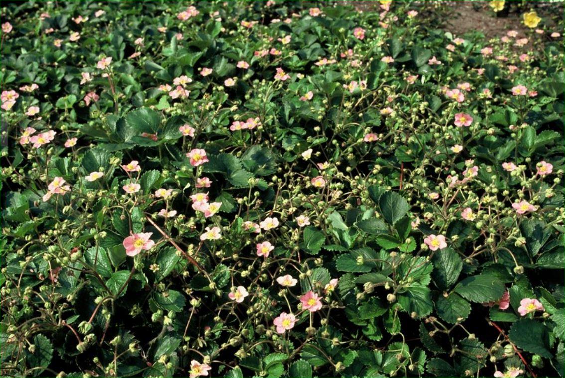 🍓 Fragaria vesca – Eetbare Aardbei – 6 Planten – Ø9 cm – ↕10–25 cm