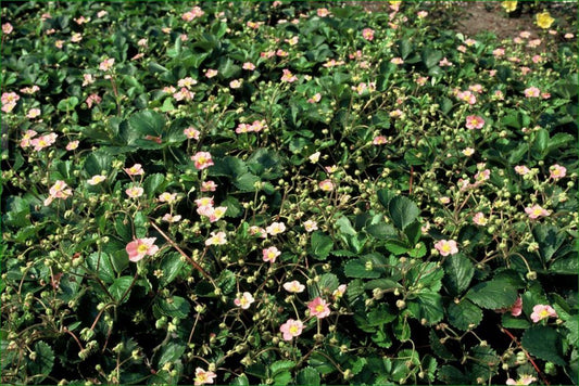 🍓 Fragaria vesca – Eetbare Aardbei – 6 Planten – Ø9 cm – ↕10–25 cm