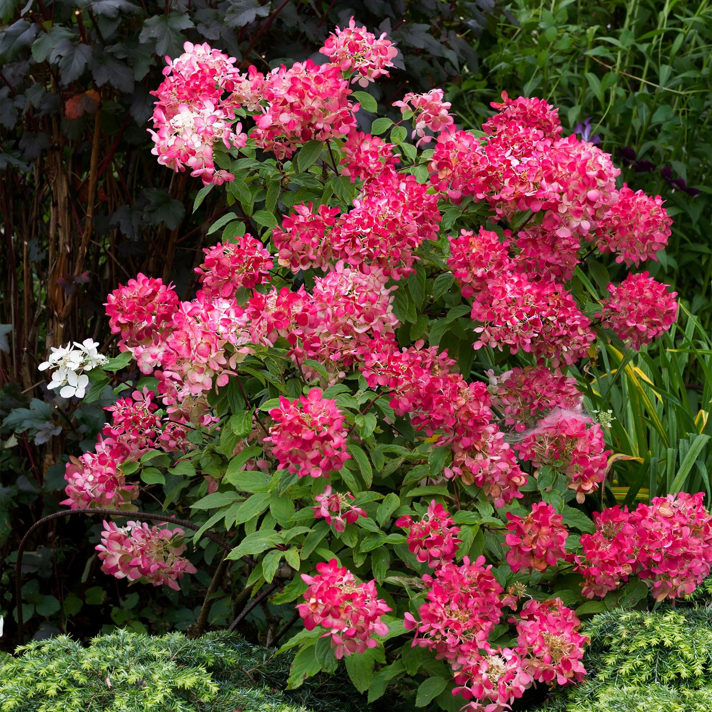 🌸 Hydrangea paniculata ‘Pink Diamond’ – Pluimhortensia
