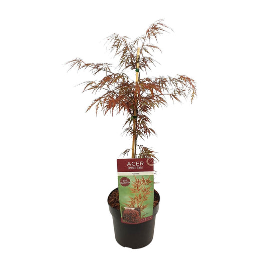 🍁 Acer palmatum ‘Garnet’ – Japanse Esdoorn