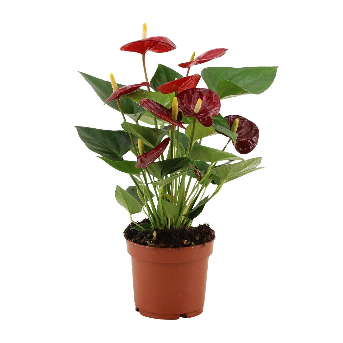🌺 Anthurium Calon | Bloeiende Kamerplant