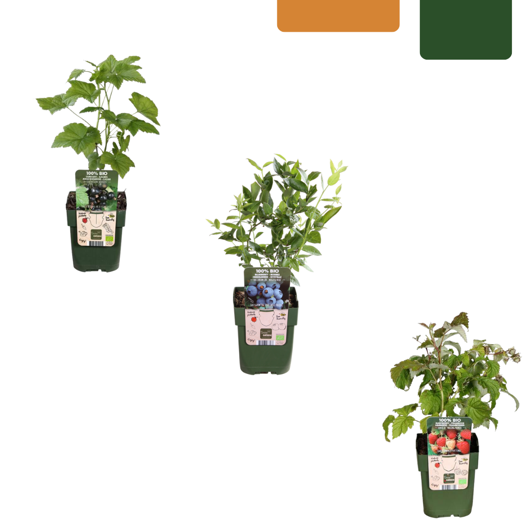 🍓 BIO Fruitplanten Mix ‘Vruchten Feestje’ (3 Stuks)