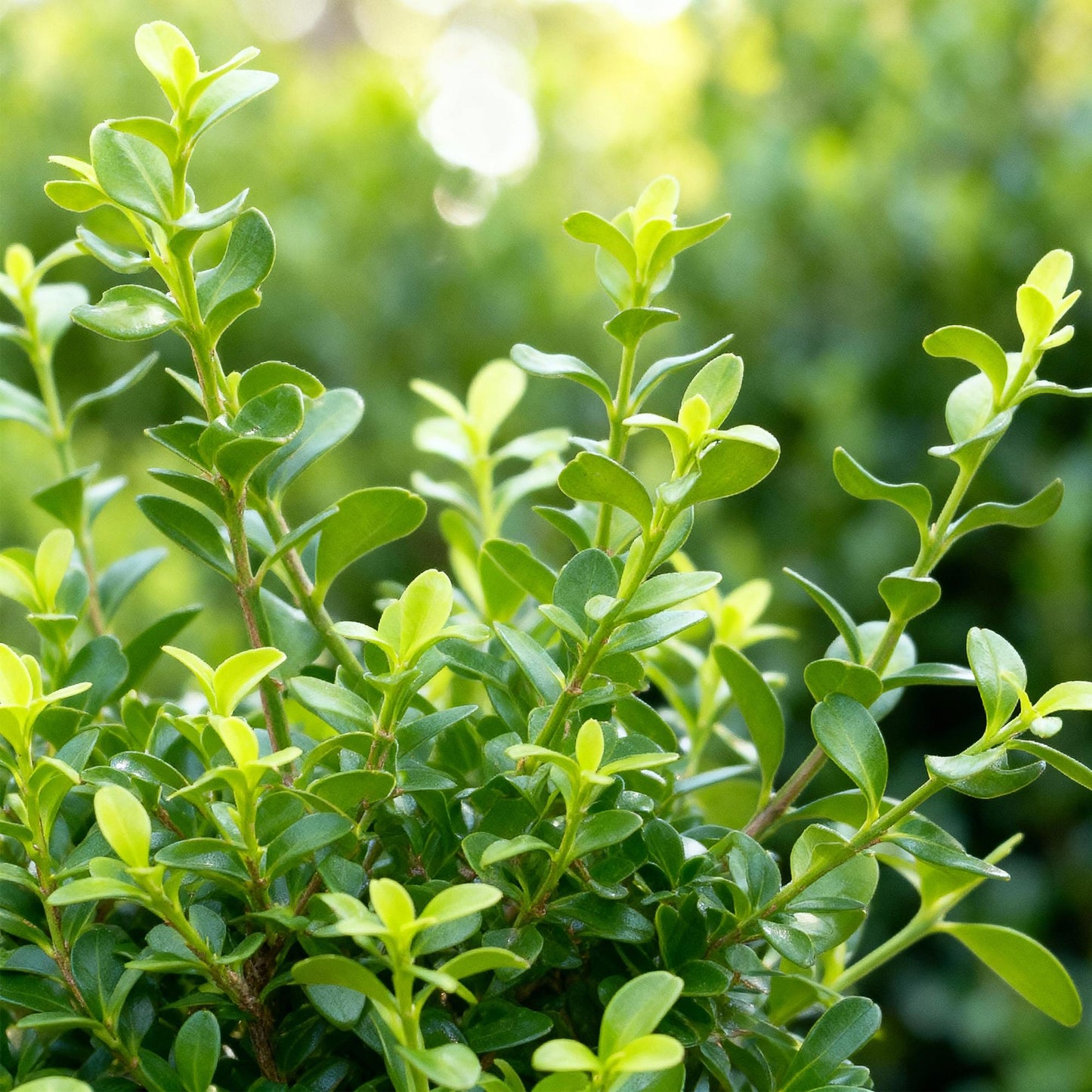 🌿 Buxus 'BetterBuxus Babylon Beauty' – Buxus Haag ( 14 stuks)