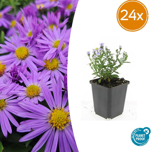 🌸 Aster ‘Prof. Anton Kippenberg’ – Winterharde Bloeiende Bodembedekker (24 stuks)
