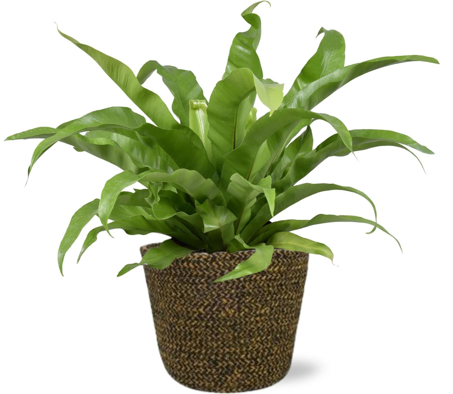 🌿 Asplenium Antiquum – Groene Nestvaren met Selin Pot Zwart