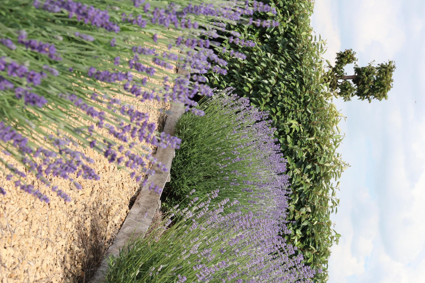 🌸 Lavandula angustifolia – Geurende Lavendel (12 stuks)