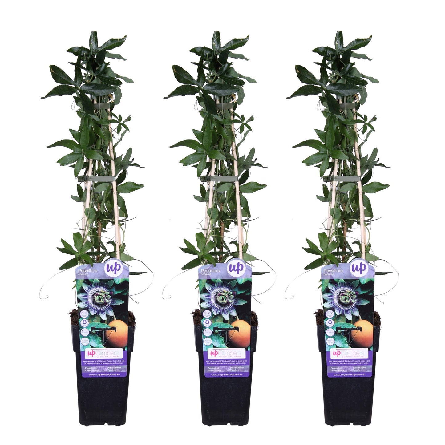 🌸 Passiflora caerulea – Passiebloem (3 Stuks)