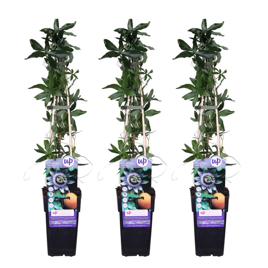 🌸 Passiflora caerulea – Passiebloem (3 Stuks)