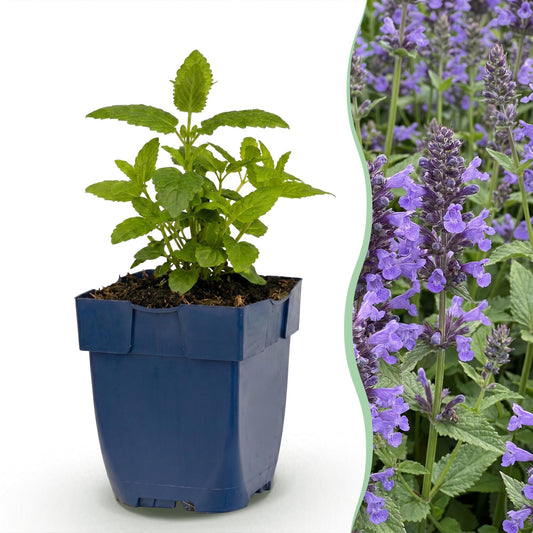 🌿 Nepeta nervosa 'Neptune' – Kattenkruid | 3 stuks